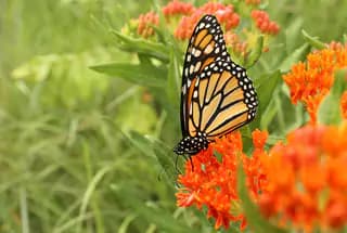 Butterfly Park
